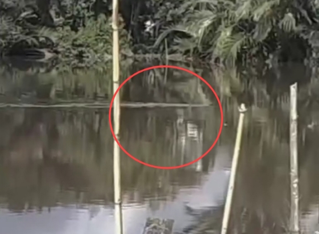 Satu Bulan Belakangan, BKSDA Resort Sampit Banyak Terima Kemunculan Buaya