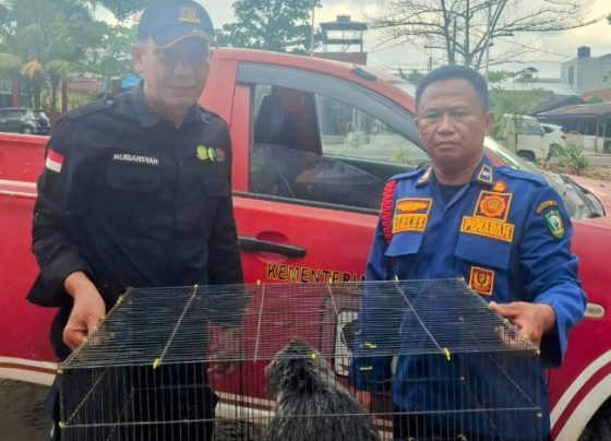 Kepala BKSDA Resort Sampit Muriansyah saat menerima penyerahan seekor hirangan dari petugas Disdamkarmat Kotim, Minggu, 21 Juli 2024. 1