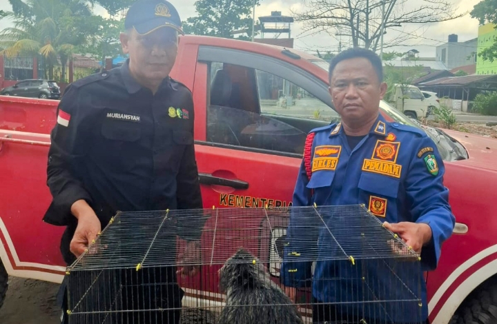 BKSDA Melepasliarkan Seekor Hirangan Hasil Rescue Disdamkarmat Kotim