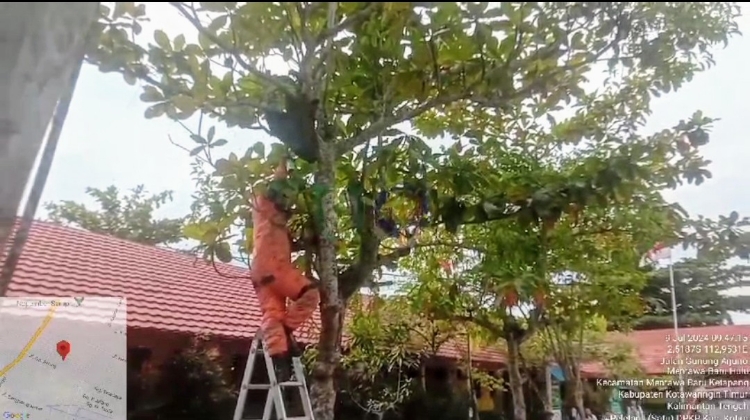 Ribuan Lebah Bersarang di Pohon Sekolah Bikin Para Guru Was-Was