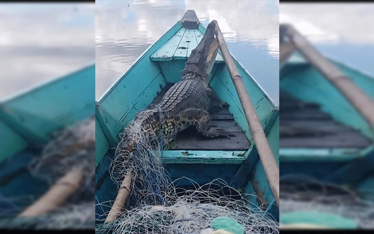 Buaya Terjerat Jaring Ikan di Parenggean