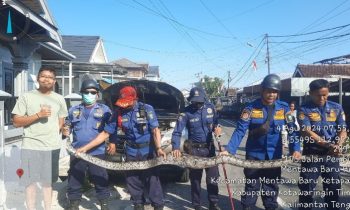 Geger! Ular Sanca 4 Meter ditemukan di dalam kap mesin mobil, Minggu, 4 Agustus 2024