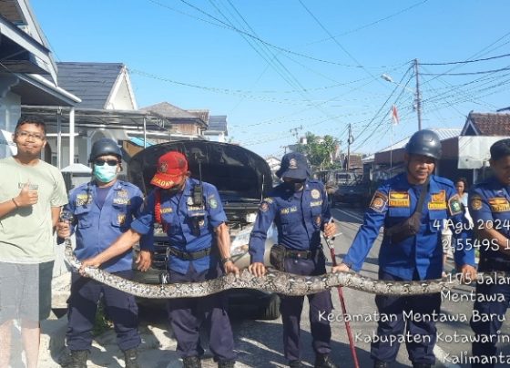 Geger! Ular Sanca 4 Meter ditemukan di dalam kap mesin mobil, Minggu, 4 Agustus 2024