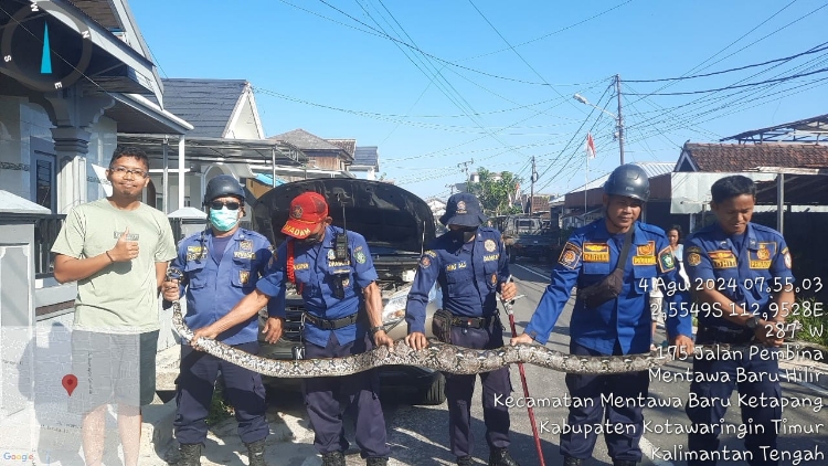 Geger! Ular Sanca 4 Meter Ditemukan dalam Kap Mesin Mobil