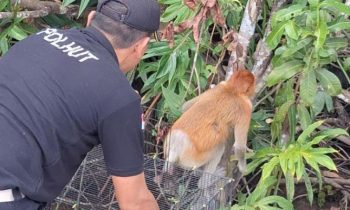 Kepala BKSDA Resort Sampit Muriansyah saat melepasliarkan bekantan ke hutan di wilayah Kecamatan Seranau.