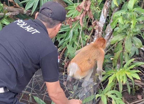 Kepala BKSDA Resort Sampit Muriansyah saat melepasliarkan bekantan ke hutan di wilayah Kecamatan Seranau.