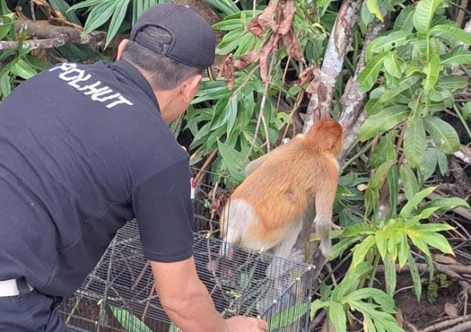 Ini Alasan BKSDA Segera Lepas Liarkan Bekantan ke Hutan