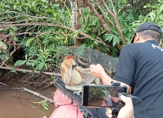 Kepala BKSDA Resort Sampit, Muriansyah saat melepasliarkan bekantan yang baru saja dievakuasi di Ponpes Darul Amin, Selasa, 20 Agustus 2024.