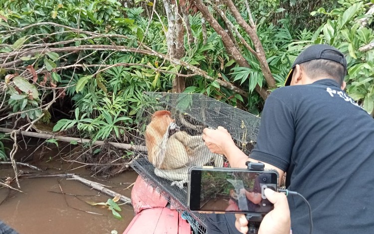 BKSDA Melepasliarkan Bekantan yang Masuk ke Ponpes Darul Amin Sampit