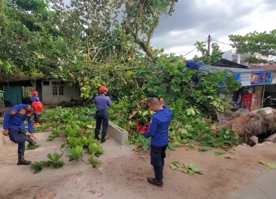 Petugas Disdamkarmat Kotim mengevakuasi pohon tumbang yang menimpa rumah warga dan kabel PLN di Jalan S Parman, Kecamatan MB Ketapang, Sampit, Kotim