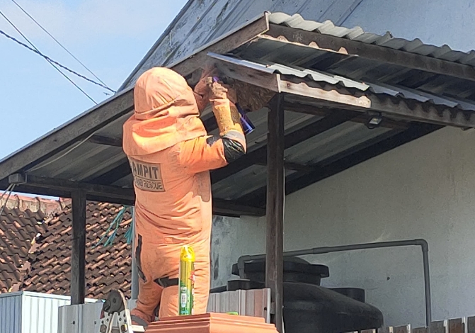 Disdamkarmat Kotim Evakuasi Sarang Tawon di Atap Tandon Air Rumah Warga