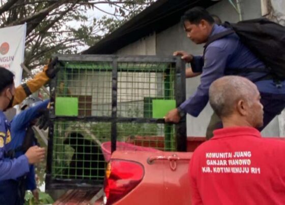 Beruang yang meneror warga Sampit berhasil ditangkap, Senin, 30 September 2024.