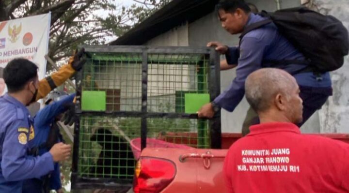 Beruang yang meneror warga Sampit berhasil ditangkap, Senin, 30 September 2024.