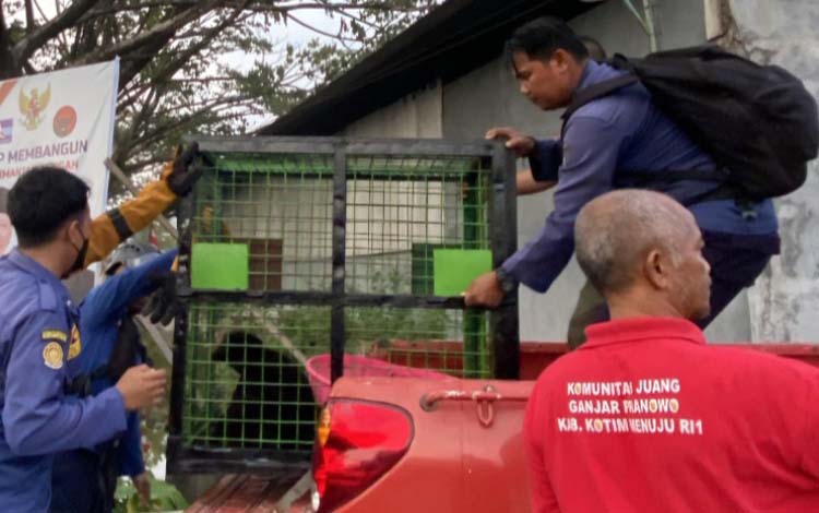 Dramatisnya Penyelamatan Beruang di Sampit: Dari Teror hingga Tangkap