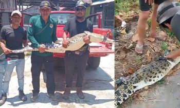 Buaya terjerat jaring di Sungai mentaya Sampit jadi tontonan warga BKSDA dan Komunitas reptil Sampit mengamankan buaya