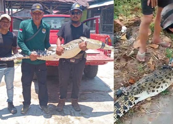 Buaya terjerat jaring di Sungai mentaya Sampit jadi tontonan warga BKSDA dan Komunitas reptil Sampit mengamankan buaya