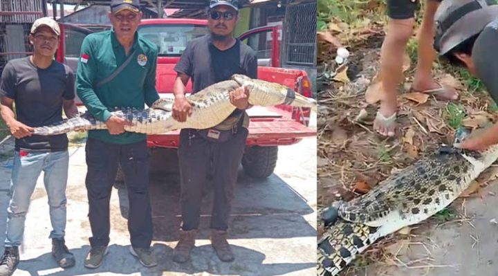 Buaya terjerat jaring di Sungai mentaya Sampit jadi tontonan warga BKSDA dan Komunitas reptil Sampit mengamankan buaya