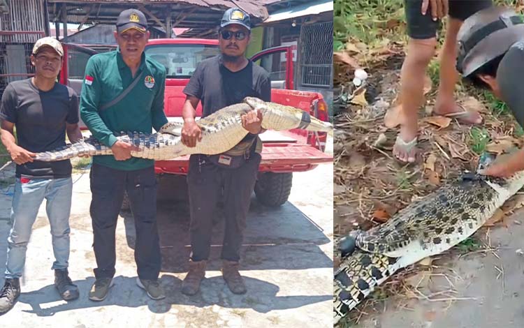 Warga Sampit Tangkap Buaya di Sungai Mentaya, BKSDA Pastikan Kondisi Aman