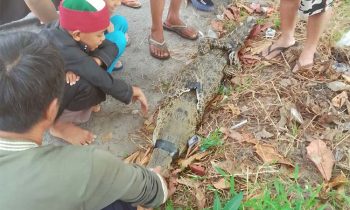 Buaya yang tertangkap jaring warga di Sungai Mentaya Sampit jadi tonton, Jumat, 20 September 2024.