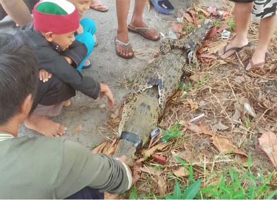 Buaya yang tertangkap jaring warga di Sungai Mentaya Sampit jadi tonton, Jumat, 20 September 2024.