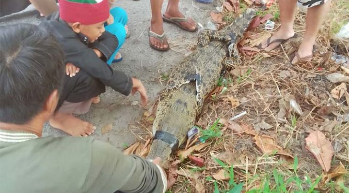 Buaya yang tertangkap jaring warga di Sungai Mentaya Sampit jadi tonton, Jumat, 20 September 2024.