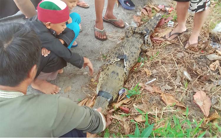 Kronologi Penemuan Buaya Tertangkap Warga di Sungai Mentaya Sampit