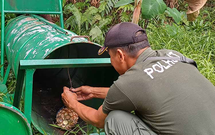 Beruang Berkeliaran di Permukiman Sampit, Ternak Jadi Santapan