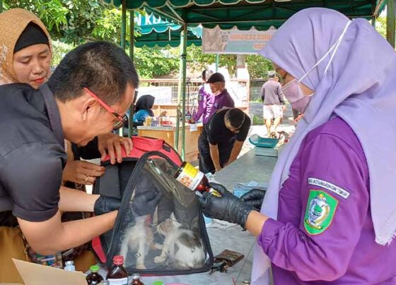 Vaksin rabies gratis di Puskesmas Hewan Sampit, Sabtu, 28 September 2024.