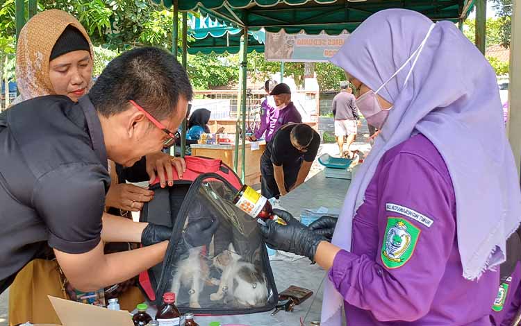 Vaksinasi Rabies Gratis dari DPKP Kotim Bantu Pemilik Hewan Kurangi Biaya Pengobatan