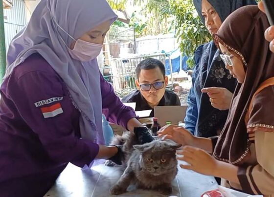 Warga membawa kucing untuk divaksinasi rabies di Puskesmas Hewan Sampit, Sabtu, 28 September 2024.