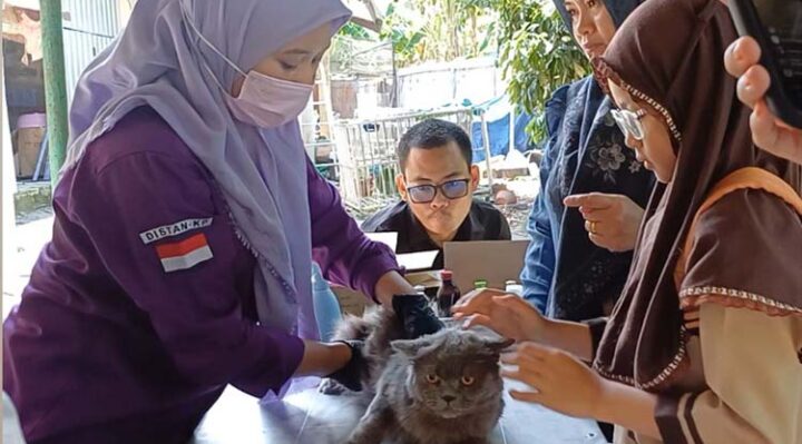 Warga membawa kucing untuk divaksinasi rabies di Puskesmas Hewan Sampit, Sabtu, 28 September 2024.