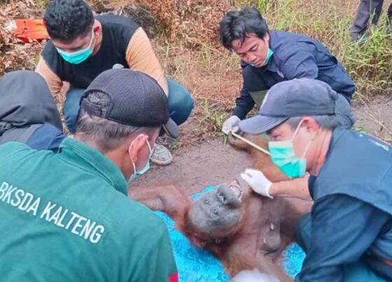 BKSDA Kalteng selamatkan 2 individu orangutan di kebun kelapa sawit warga Desa Bagendang Hilir, Kecamatan Mentaya Hilir Utara, Kabupaten Kotim.