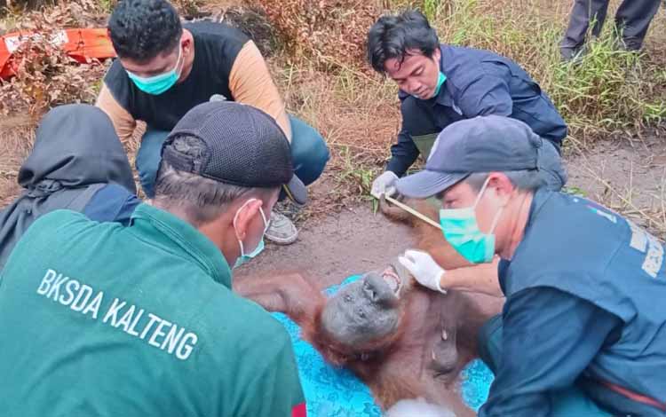 Tiga Peluru Bersarang di Induk Orangutan