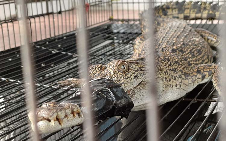 Buaya Berkeliaran di Permukiman Akhirnya Diserahkan ke BKSDA Resort Sampit