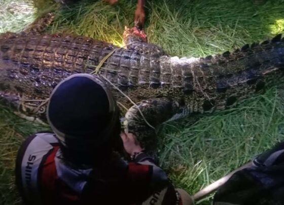 Buaya yang menyerang warga di Desa Parebok saat ditangkap.