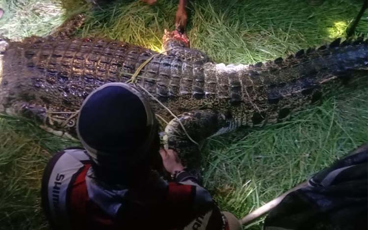 Buaya Penyerang Warga di Desa Parebok Berhasil Ditangkap, BKSDA Ingatkan Warga Waspada