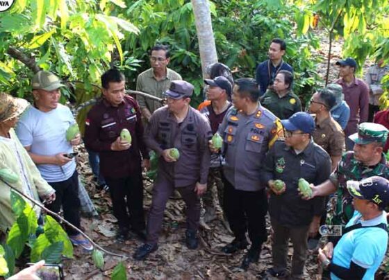 Gubernur Kalteng Kunjungi Petani Kakao di Murung Raya