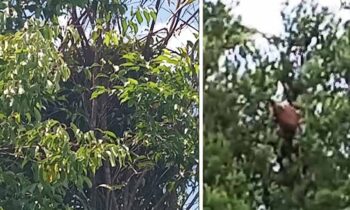 Orangutan dan sarangnya ditemukan BKSDA Resort Sampit