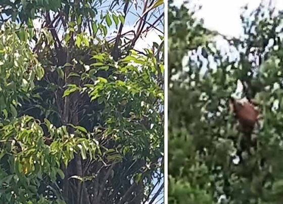 Orangutan dan sarangnya ditemukan BKSDA Resort Sampit