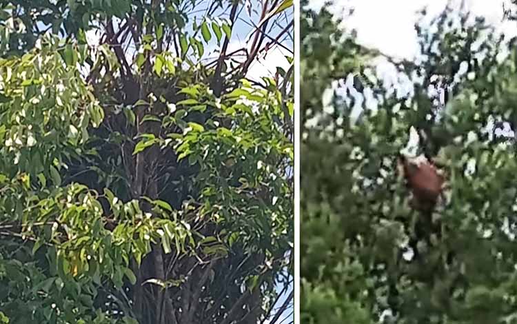 Konflik Orangutan dan Kebun Sawit di Kotim: Induk dan Anak Rusak Tanaman Warga
