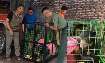 Proses pemindahan beruang madu dari Sampit ke SKW II Pangkalan Bun, Selasa, 1 Oktober 2024.