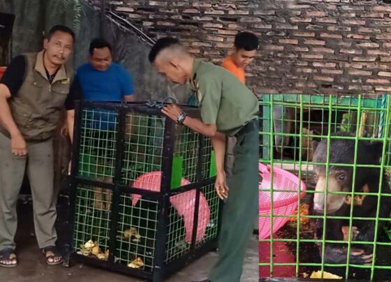 Proses pemindahan beruang madu dari Sampit ke SKW II Pangkalan Bun, Selasa, 1 Oktober 2024.