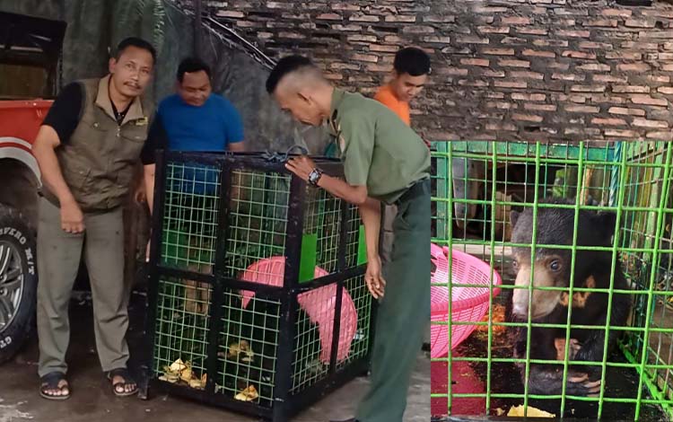 Beruang Teror Warga Sampit Dipindahkan ke Pangkalan Bun: Pemeriksaan Menentukan Nasib Satwa