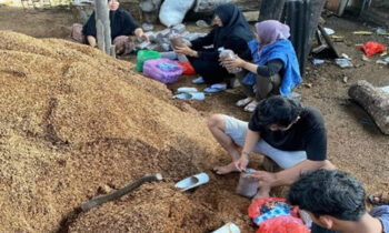 Salah satu proses budidaya jamur tiram Borneo Mushroom, Desa Bapeang, Kecamatan Mentawa Baru Ketapang, Kabupaten Kotaringin Timur.