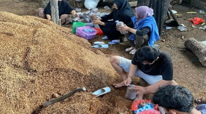 Salah satu proses budidaya jamur tiram Borneo Mushroom, Desa Bapeang, Kecamatan Mentawa Baru Ketapang, Kabupaten Kotaringin Timur.