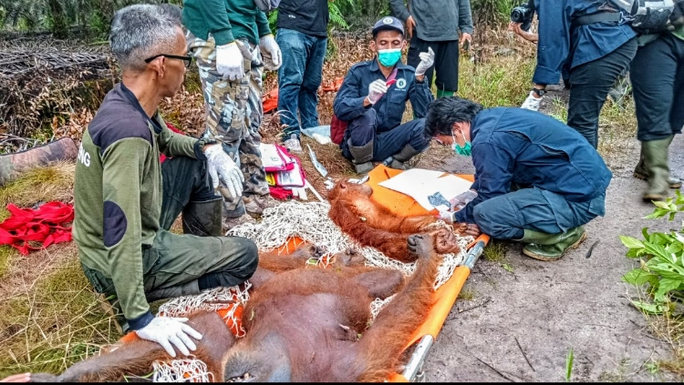 Dua Orangutan Diselamatkan, Induk Alami Kekerasan, BKSDA Imbau Kesadaran Masyarakat