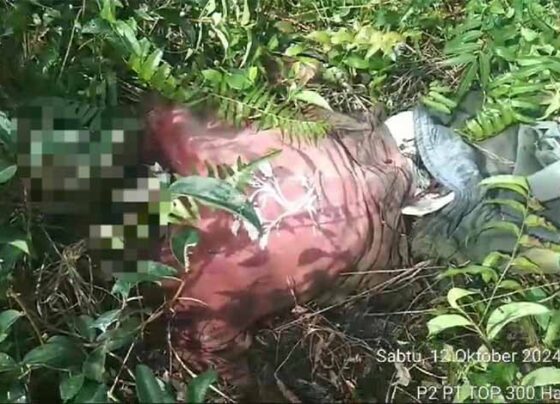 Tangkapan layar video penemuan tengkorak di Desa Sei Ahas, Kecamatan Mantangai, Kabupaten Kapuas, Sabtu, 12 Oktober 2024.