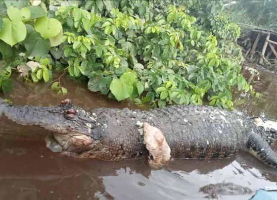 Bangkai buaya di Sungai Mentaya