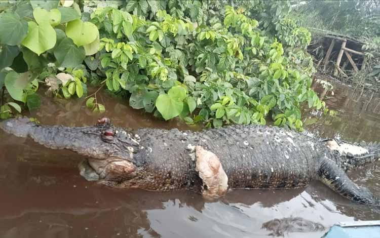 Bangkai Buaya Mengambang di Sungai Mentaya, Menyisakan Pertanyaan Tentang Penyebab Kematian