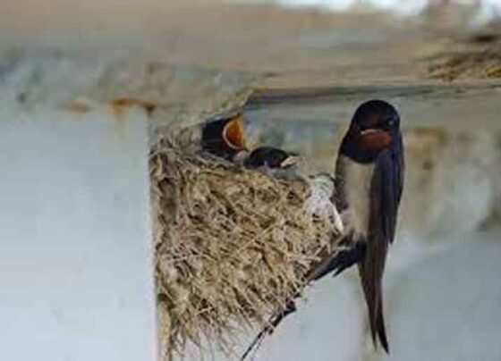 Burung walet berada di sarangnya.